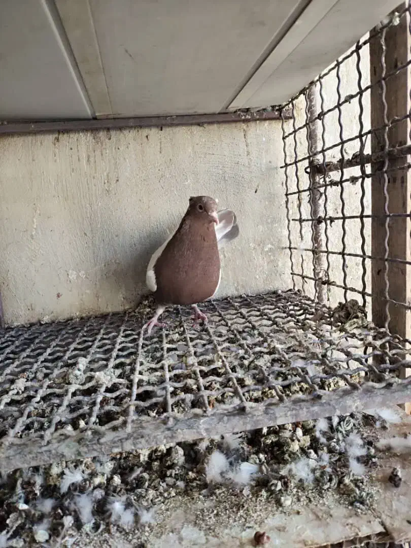 سینه ای پاک|پرنده|دهلران, |دیوار