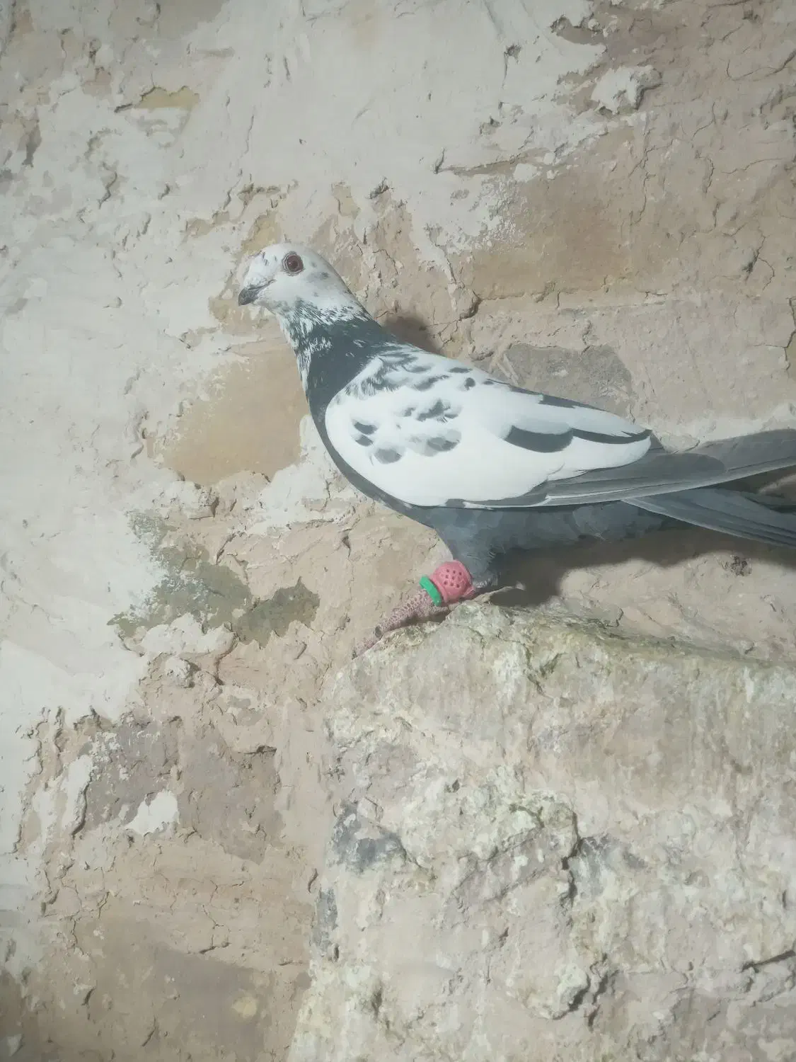 سلام به همه عشقبازان چهار تا حیون بشرط|پرنده|رشتخوار, |دیوار