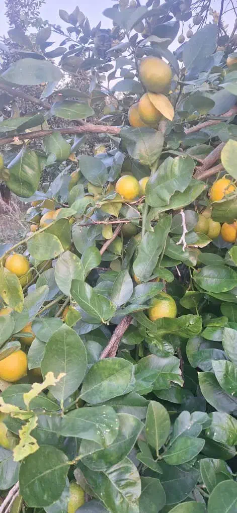 تامسون درجه یک 45تومن|حراج|ساری, |دیوار