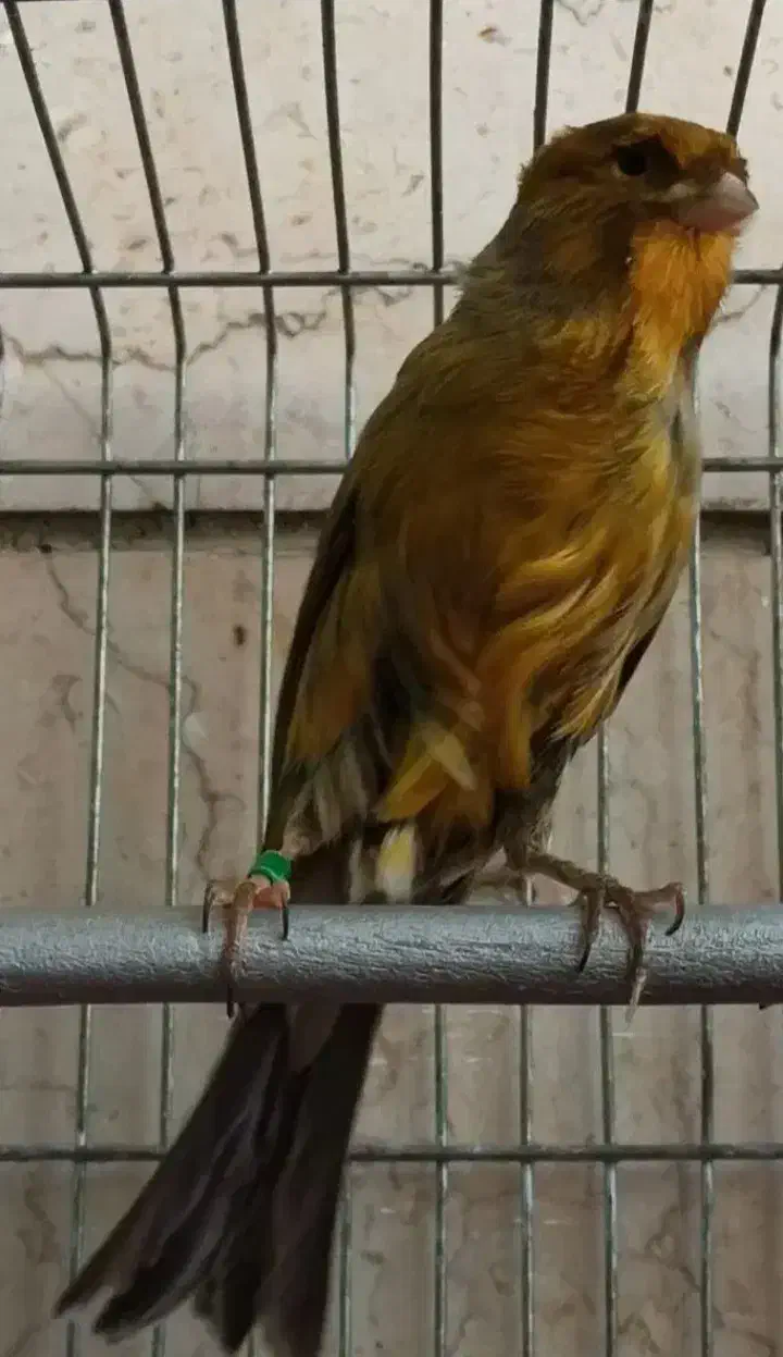 قناری رد فاکتور فسشیون اورجینال|پرنده|جلفا, |دیوار