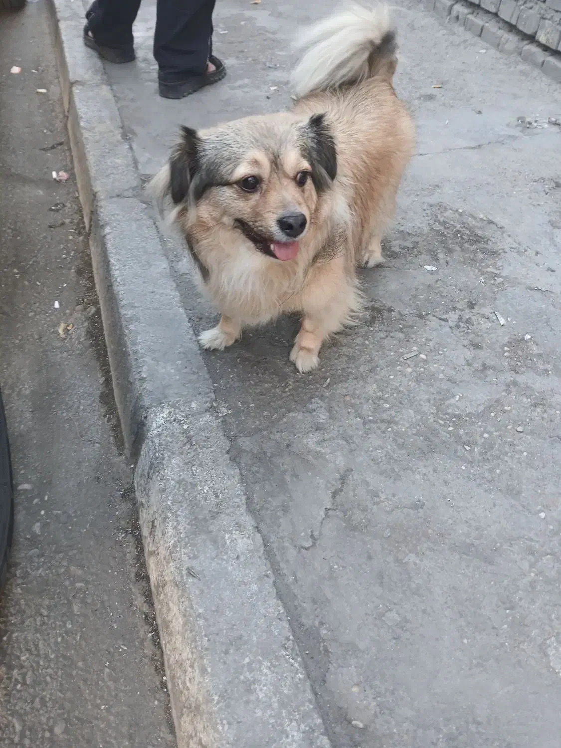 اشپیتز قهویی با ادب|سگ|اهواز, زندوکیلی|دیوار