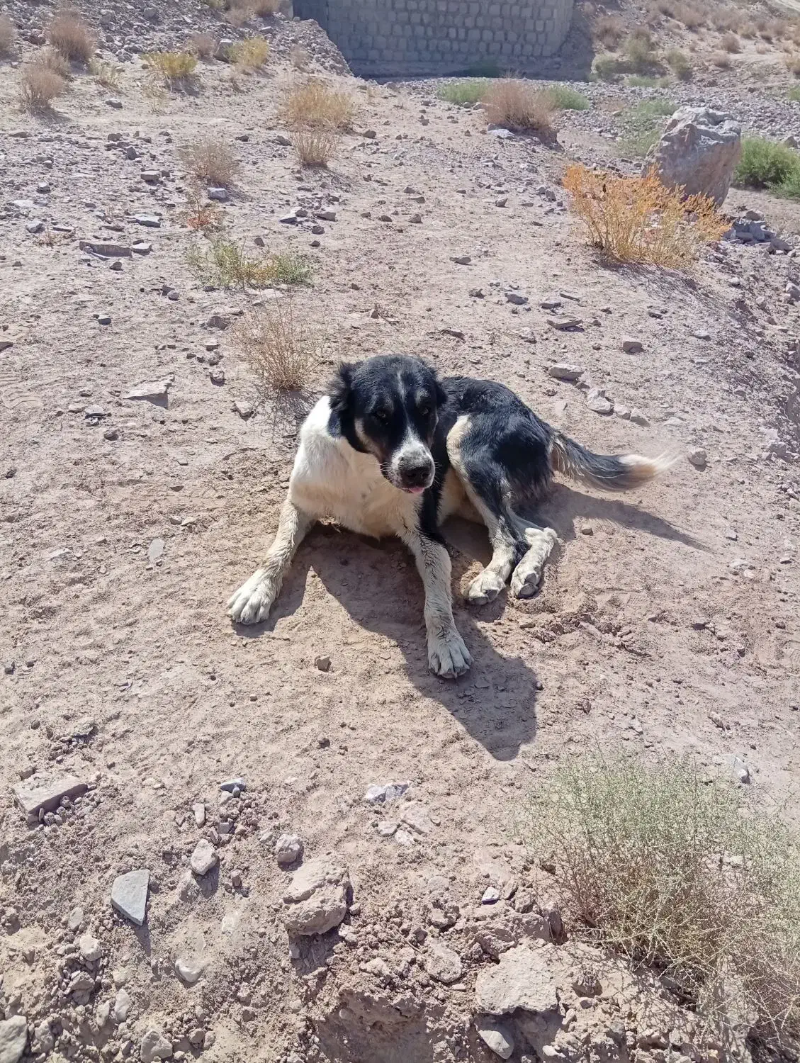 سگ گله|سگ|بیرجند, |دیوار