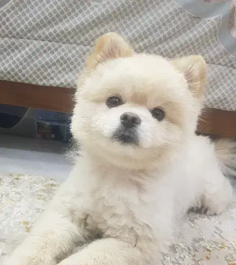 جفت زدن سگ|سگ|یزد, |دیوار