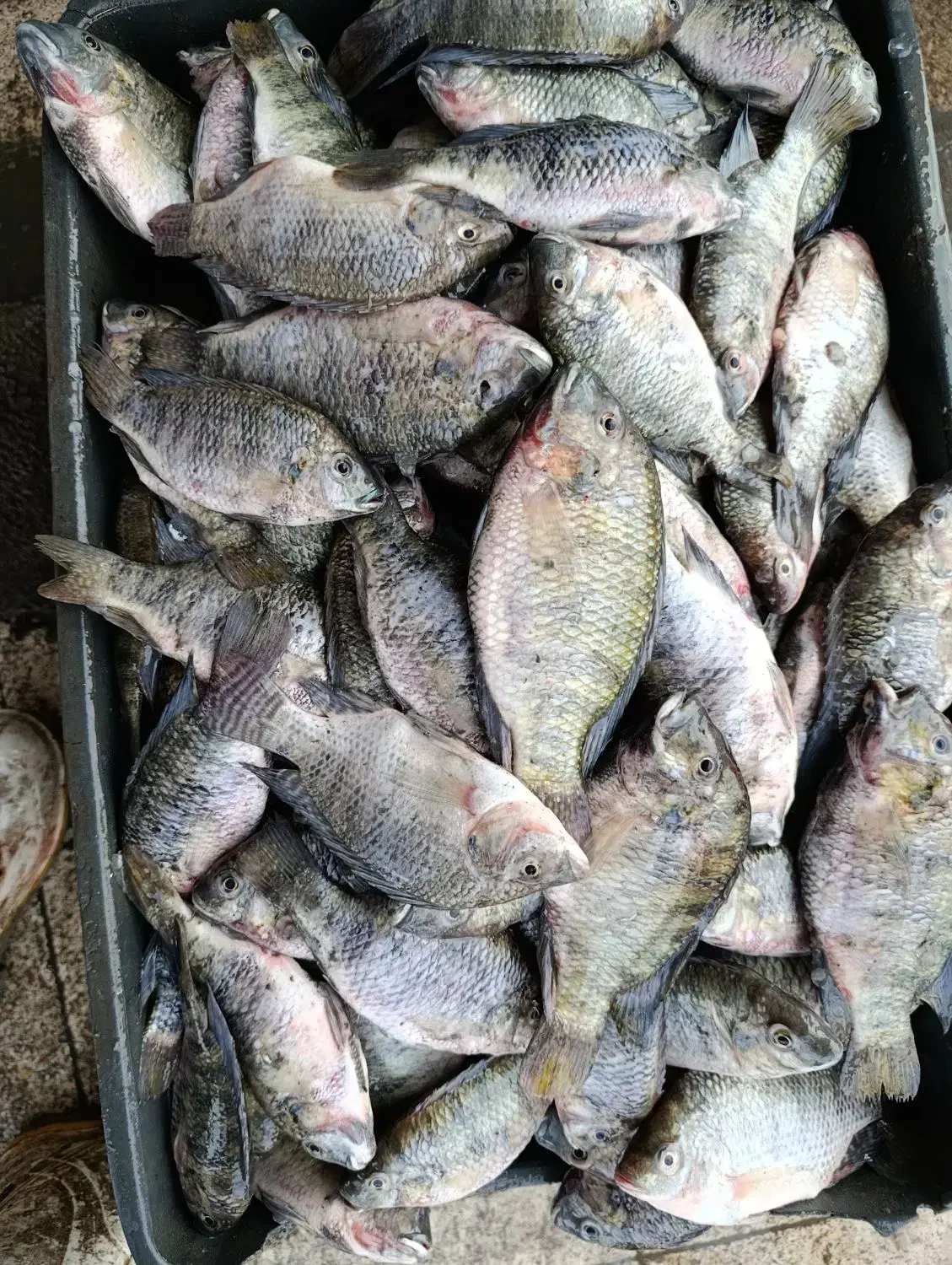 ماهی فروشی سعید|ماهی|شوش, |دیوار