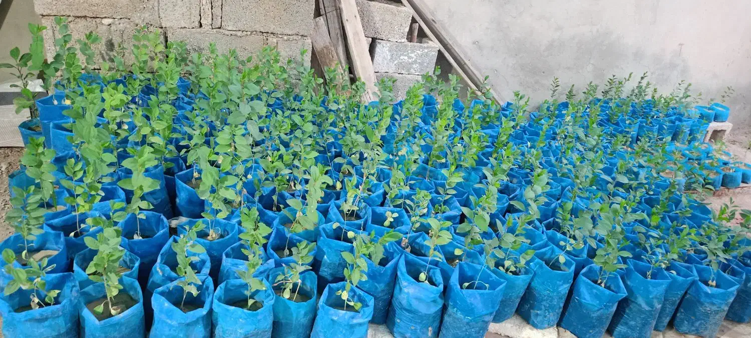 نهال کنار|گل و گیاه طبیعی|اهرم, |دیوار