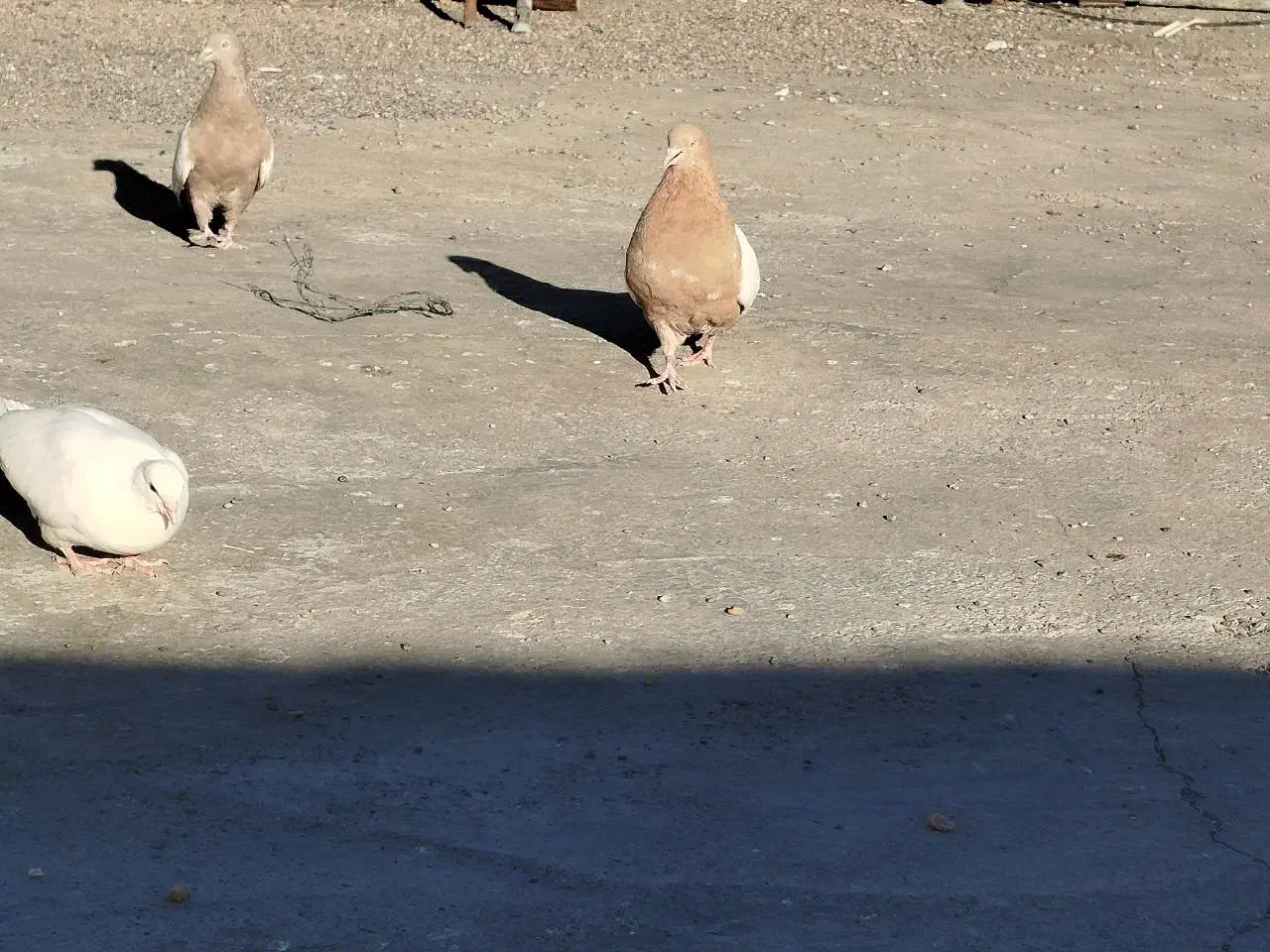 کبوتر سینه ای|پرنده|کرباسک, |دیوار