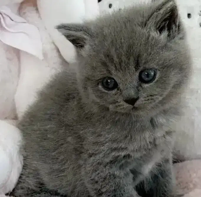 گربه های اسکاتیش و برتیش|گربه|اهواز, کوروش|دیوار