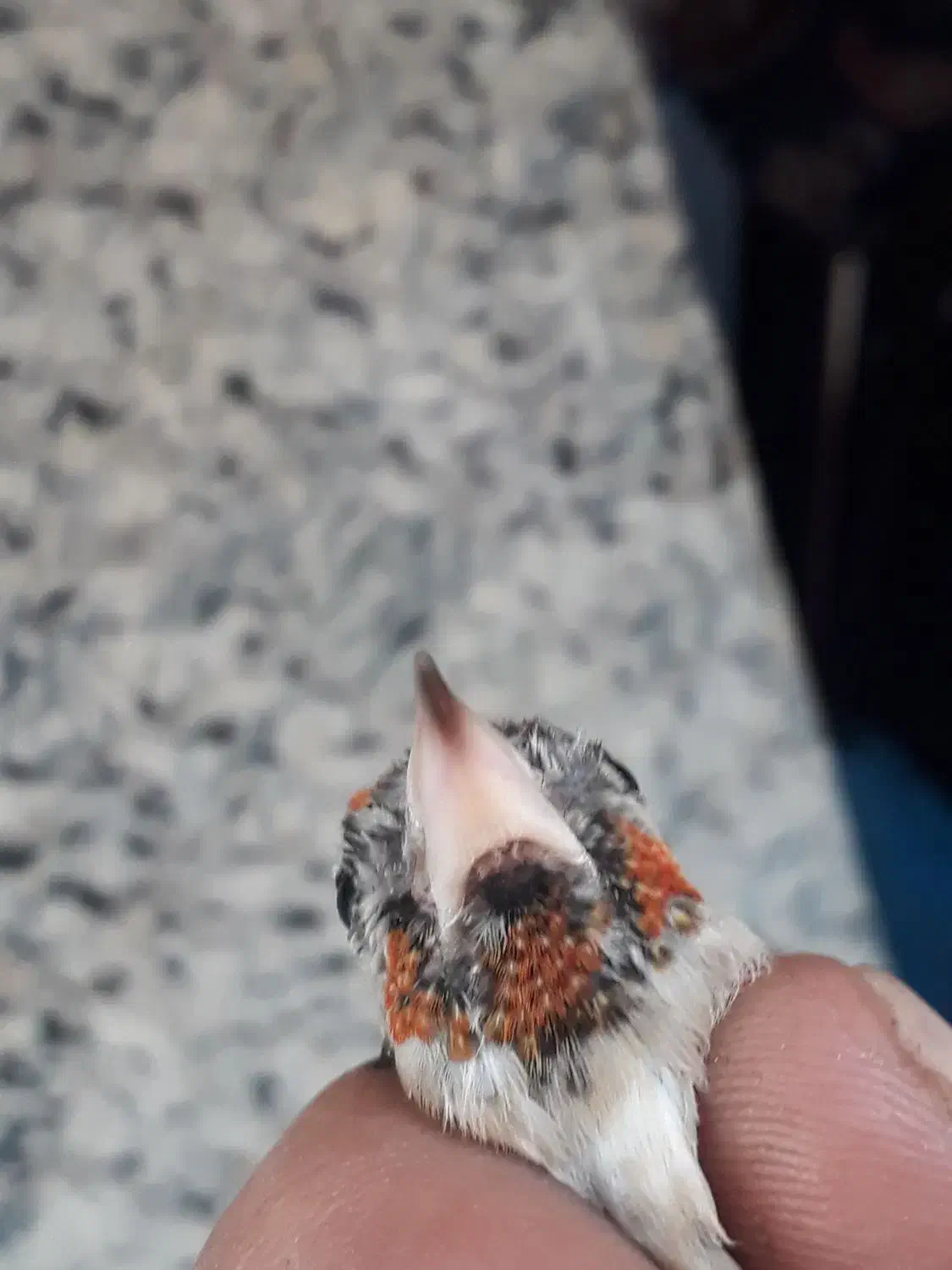 سهره ماده|پرنده|تهران, هرندی|دیوار