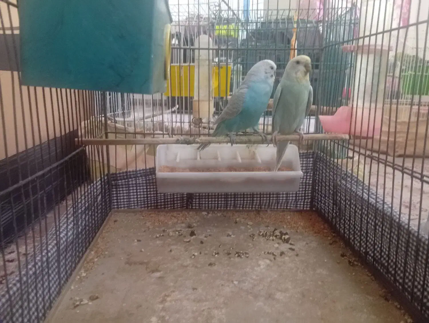 فروش یک جفت مرغ عشق مولد نژاد دار با 2تا جوجه|پرنده|مهدی شهر, |دیوار