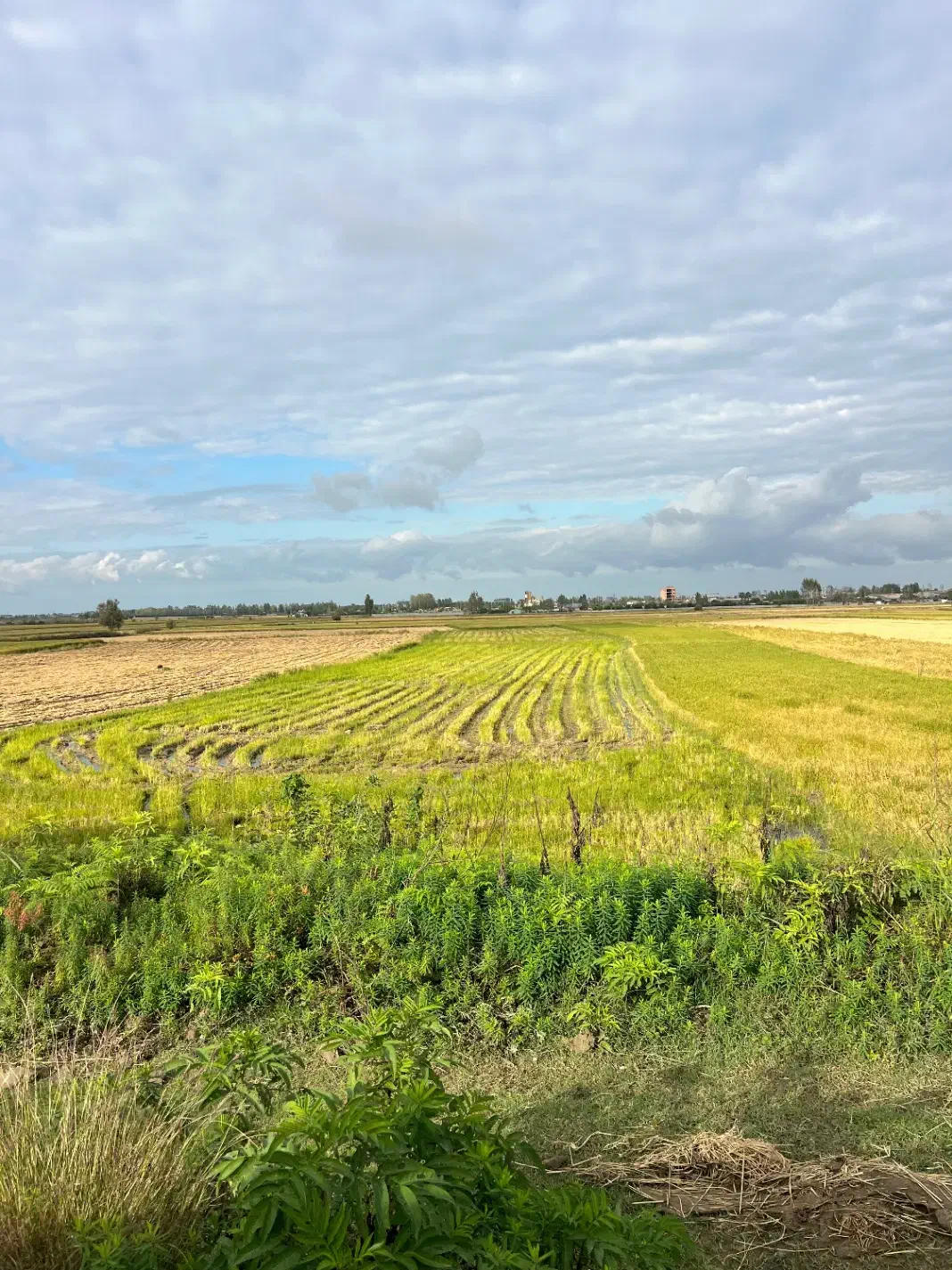 فروش زمین شالیزاری|فروش دفتر صنعتی، کشاورزی، تجاری|هادی شهر, |دیوار