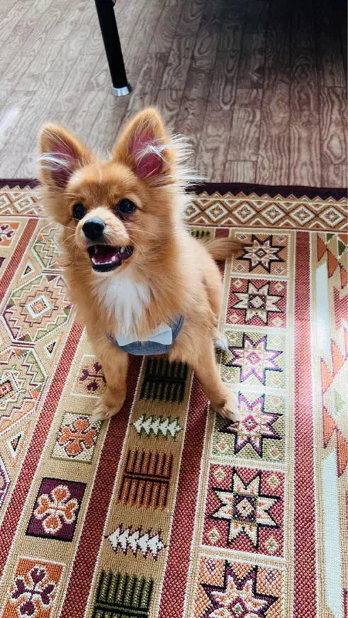 سگ پامر|سگ|سنندج, |دیوار