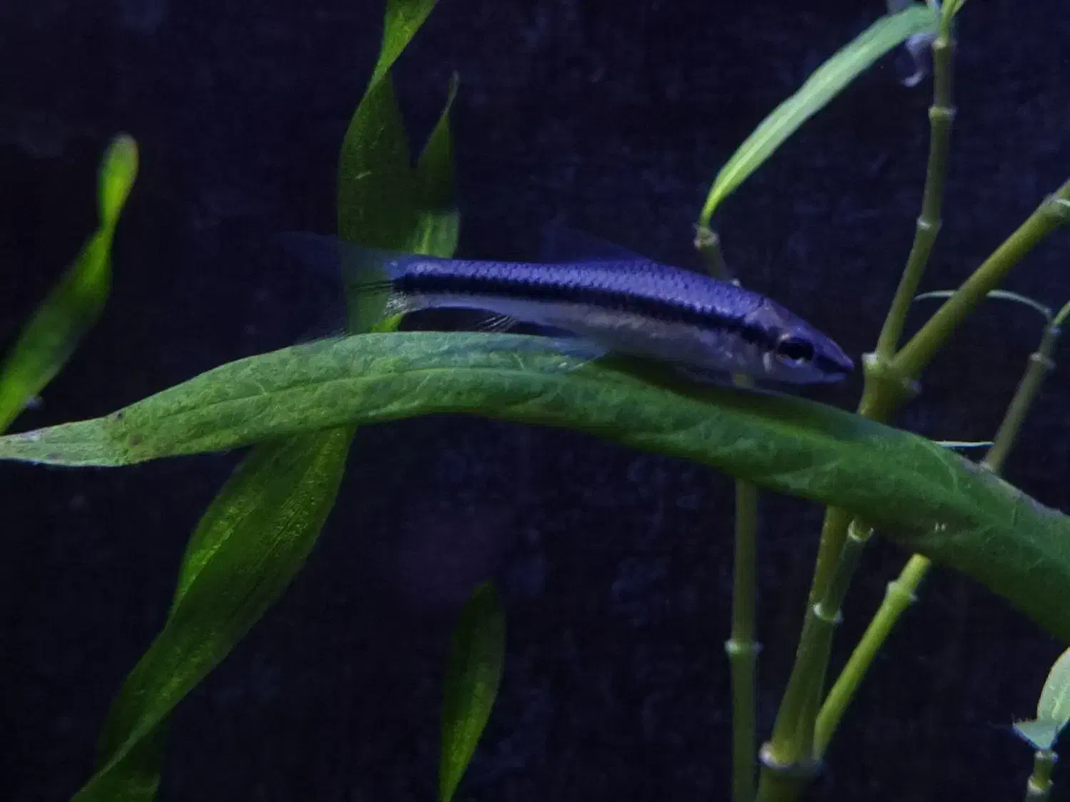 کت سیامی|ماهی|مشهد, نیروی هوایی|دیوار