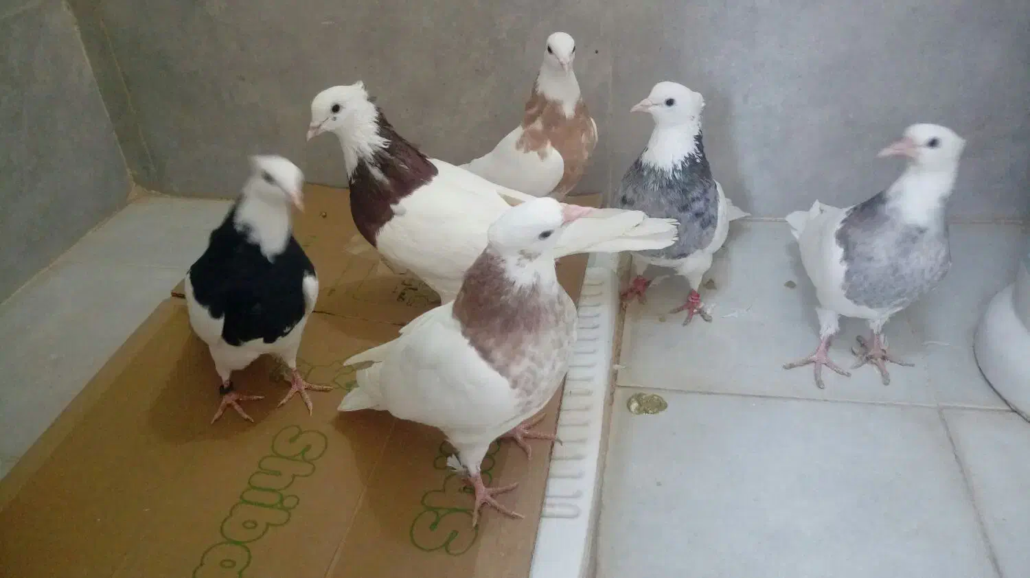 کبوتر طوقی|پرنده|محمدشهر, محمدشهر|دیوار