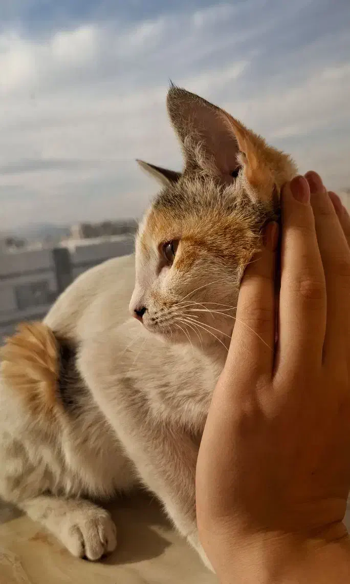 واگذاری رایگان|گربه|قم, شاه سید علی|دیوار