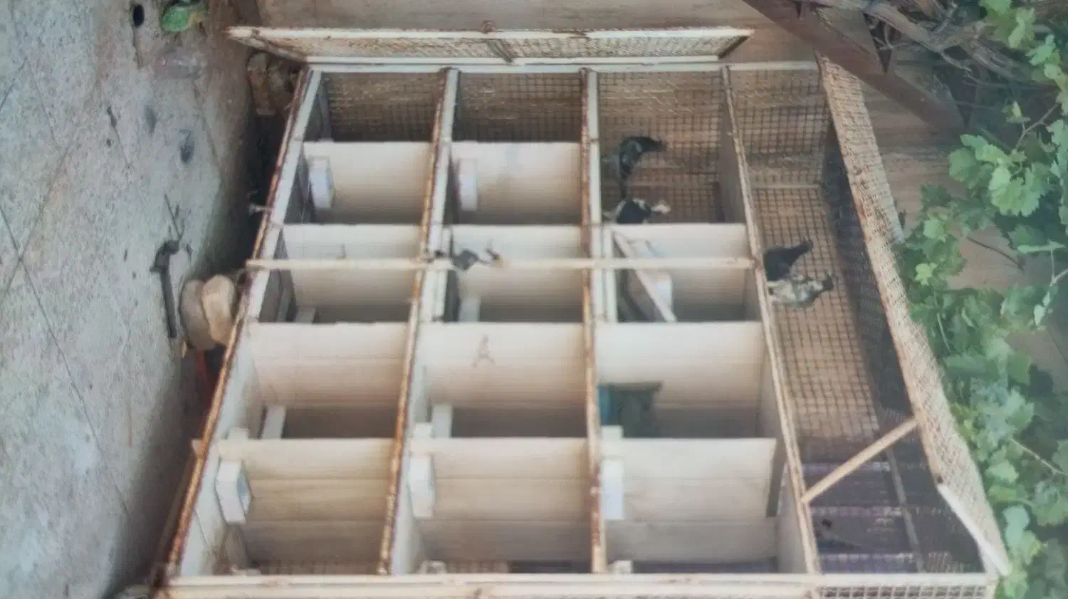 جفتگاه کفتر|لوازم جانبی حیوانات|شاندیز, |دیوار