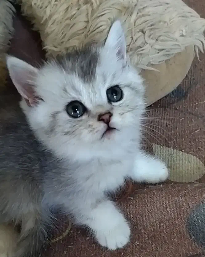 واگذاری گربه چشم آبی|گربه|سمنان, |دیوار