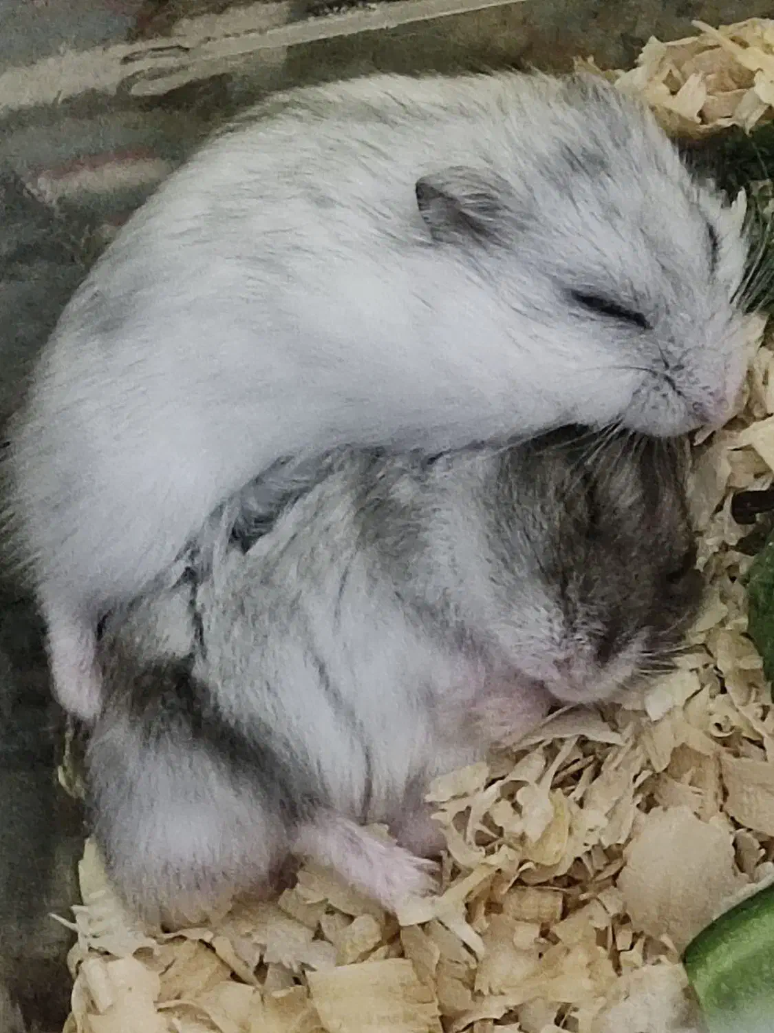 همستر کمپل|موش و خرگوش|دزفول, |دیوار