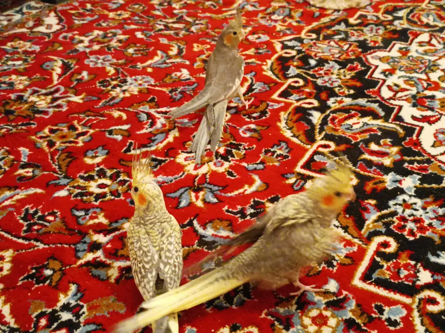 عروس هلندی|پرنده|تبریز, |دیوار