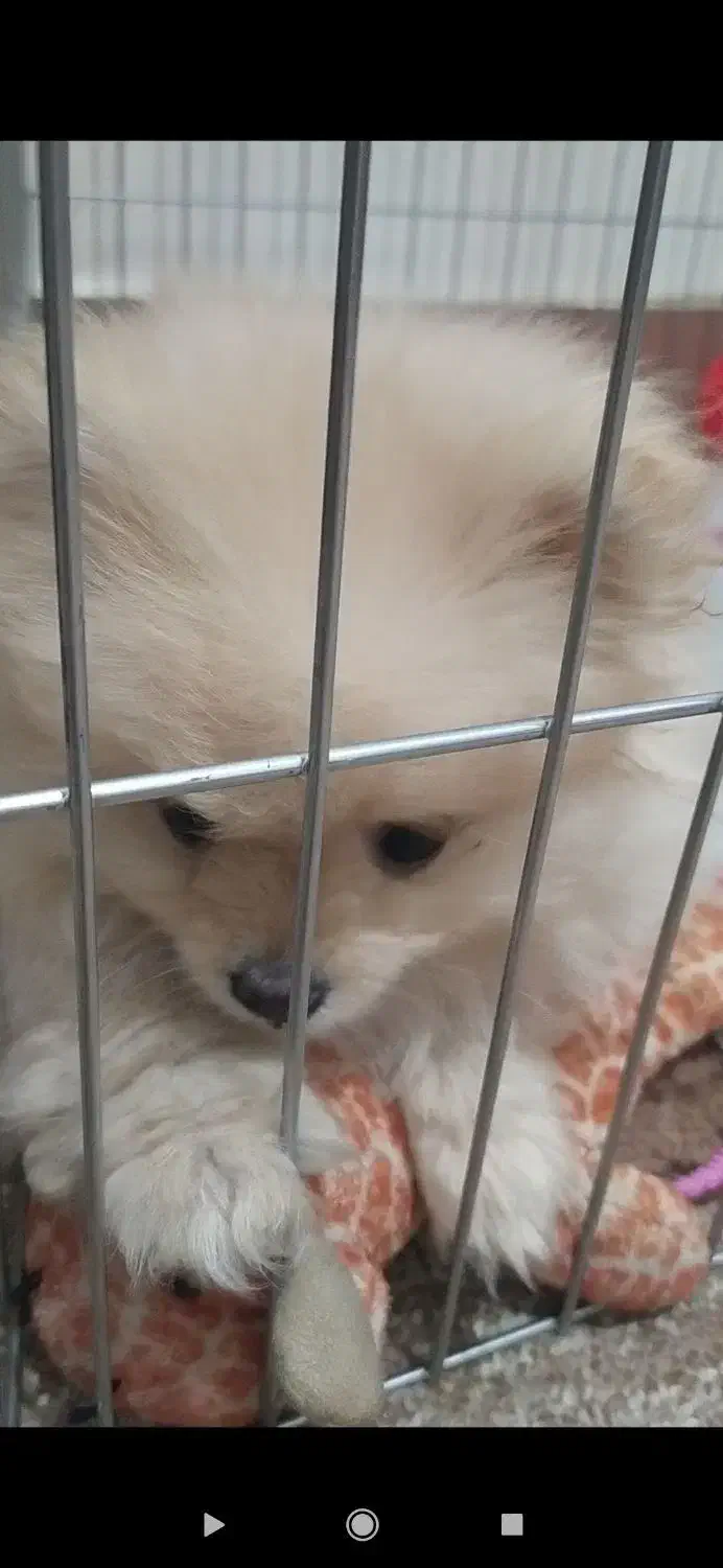 پامرین خرسی ماده|سگ|اهواز, سیصد دستگاه|دیوار