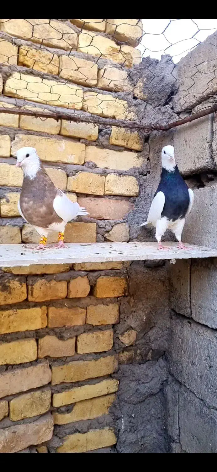 طوقی|پرنده|شهر بابک, |دیوار