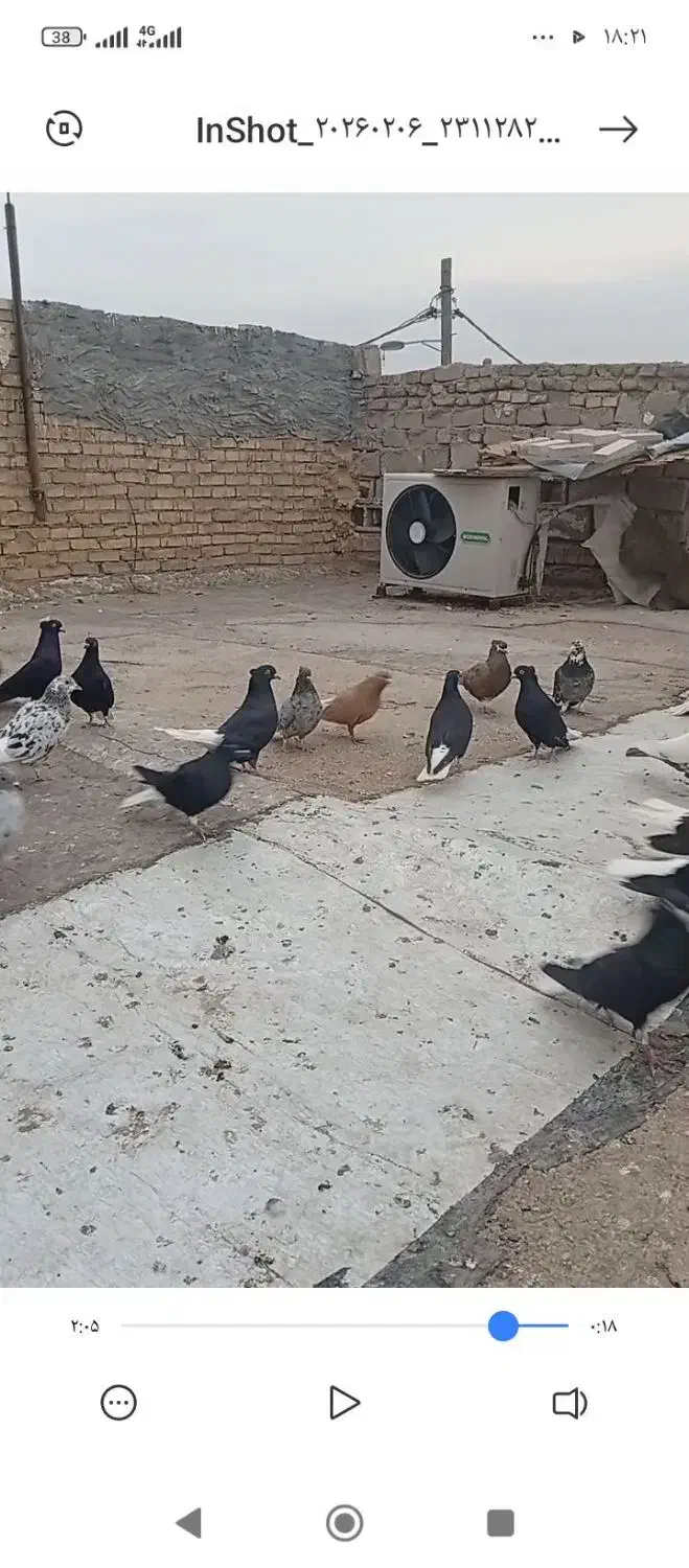 سری دم سفید درجه یک|پرنده|حمیدیه, |دیوار