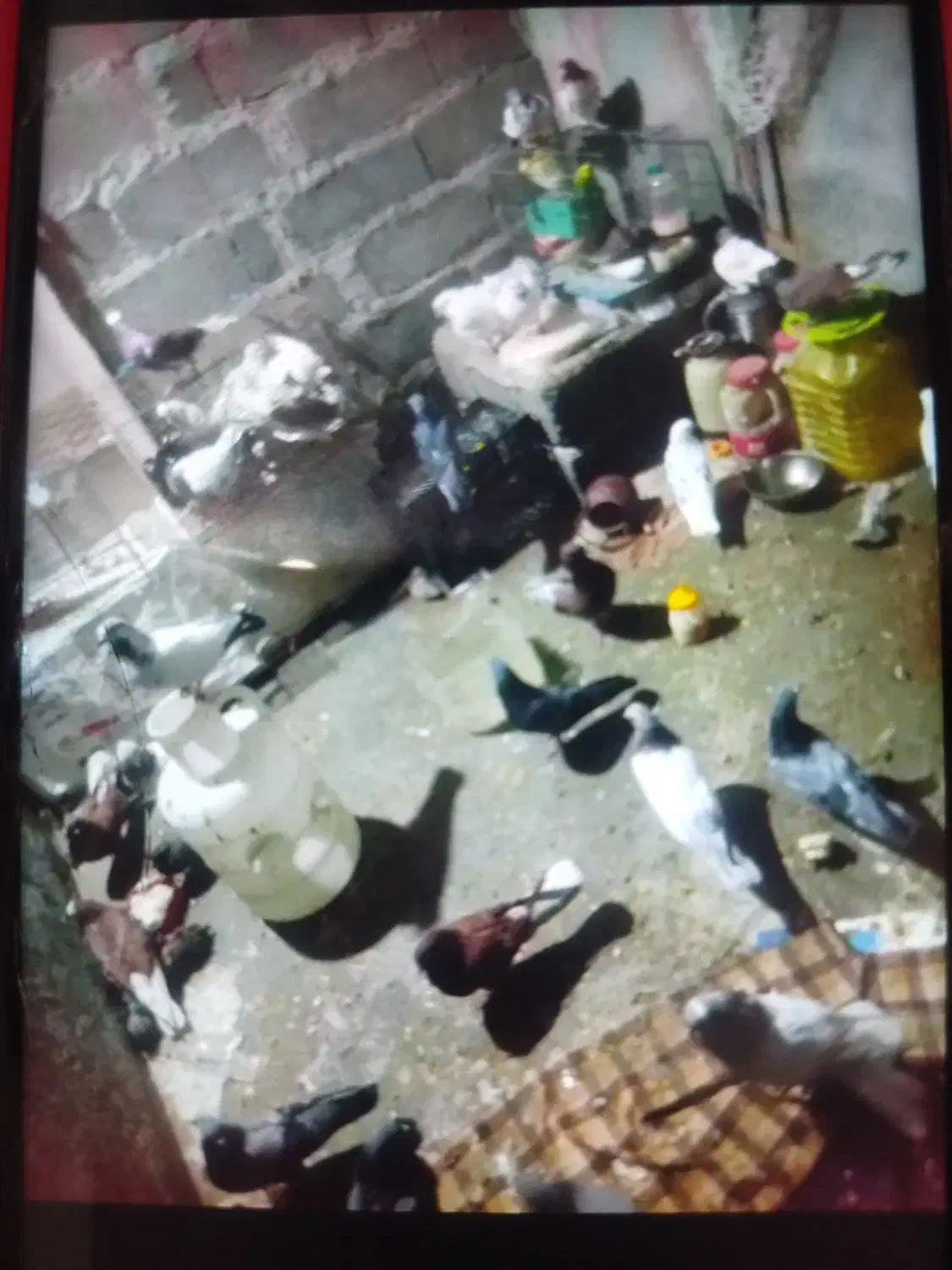 کبوتر گره و ساعتی|پرنده|میناب, |دیوار