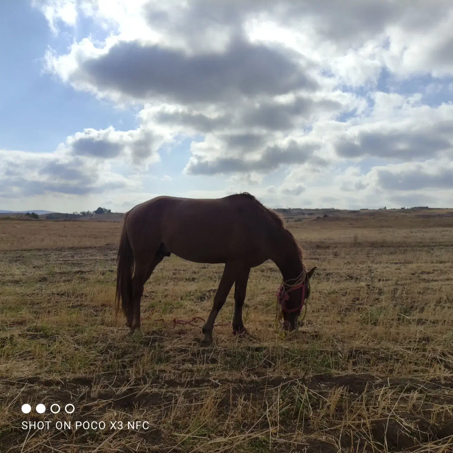 اسب جوان|اسب و تجهیزات اسب‌سواری|اهر, |دیوار