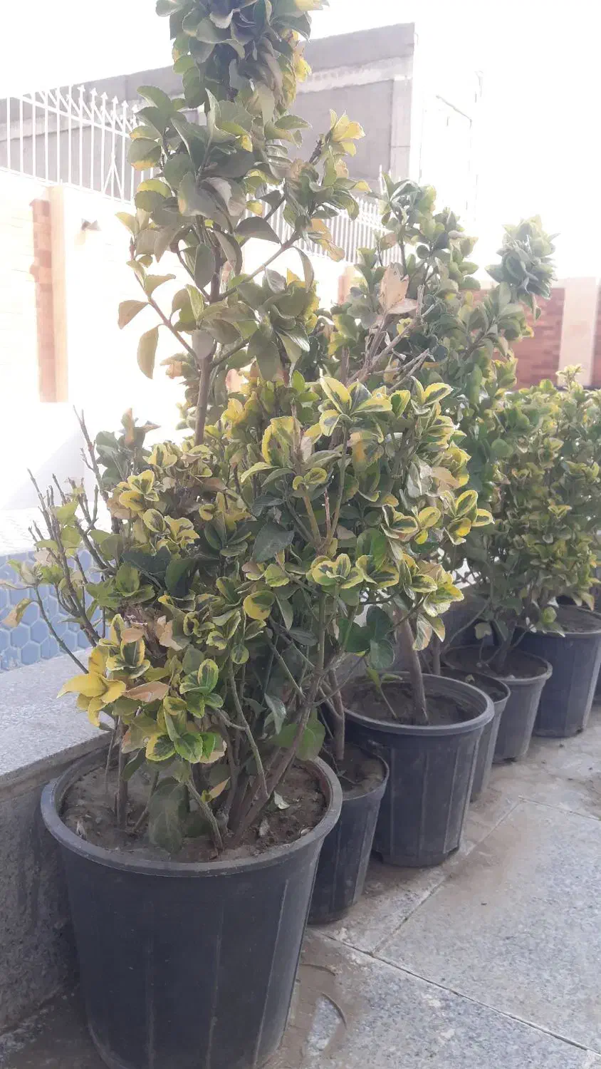 شمشاد طلایی|گل و گیاه طبیعی|گلبهار, شهر جدید گلبهار|دیوار