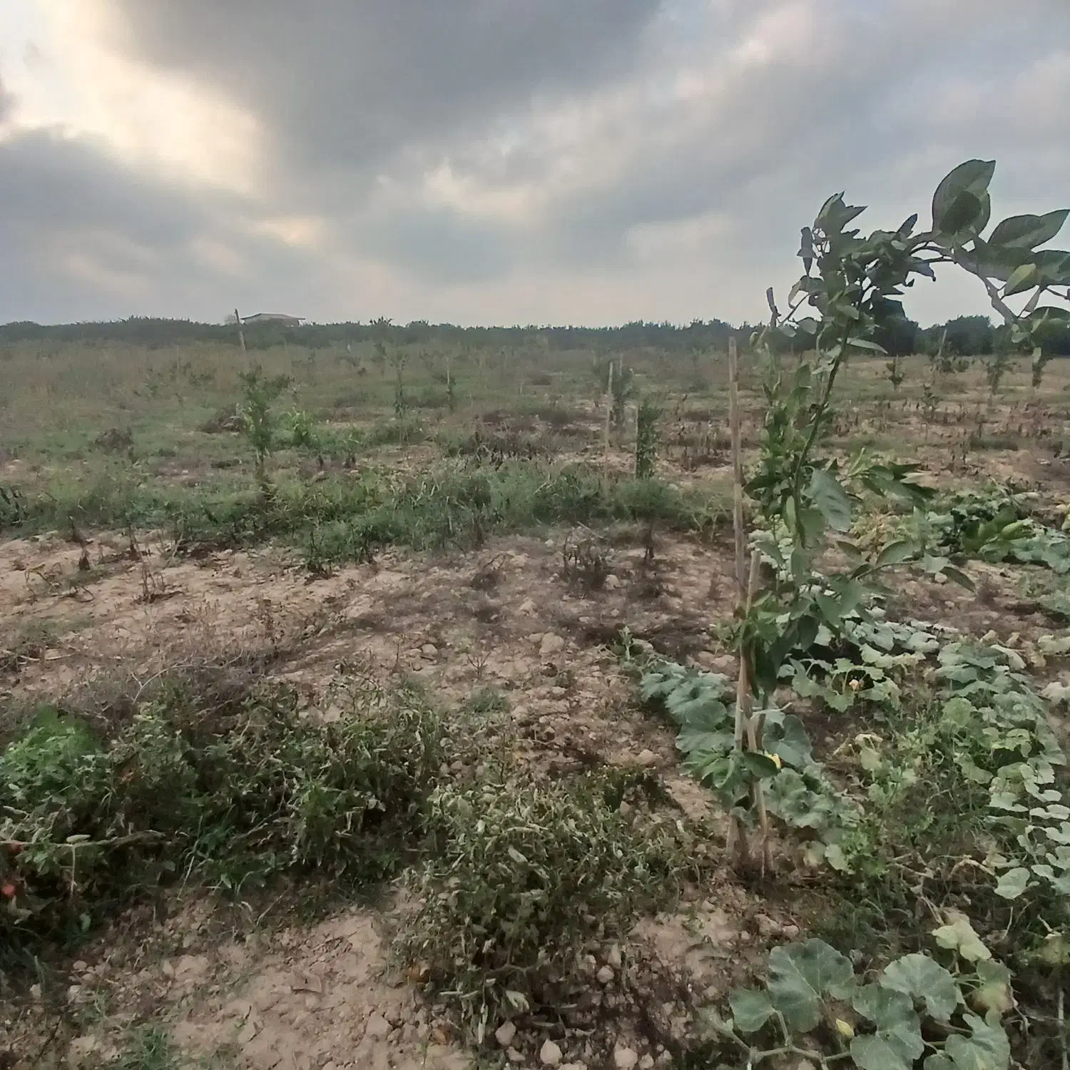 فروش ۴۵۰۰ متر باغ یک ساله|فروش دفتر صنعتی، کشاورزی، تجاری|طبقده, |دیوار