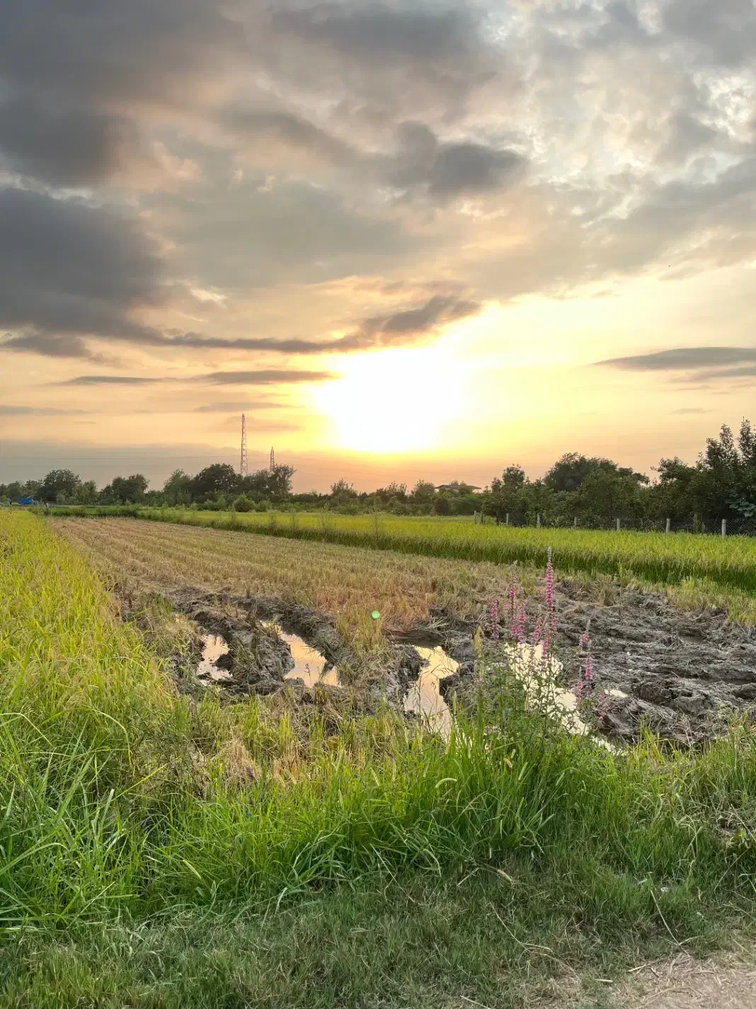 ۶۰۰متر زمین شالیزاری با قیمت مناسب بفروش میرسد|فروش زمین و ملک کلنگی|ساری, |دیوار