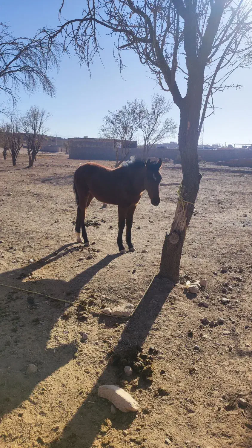 اسب سفید|اسب و تجهیزات اسبسواری|سلیمان, |دیوار