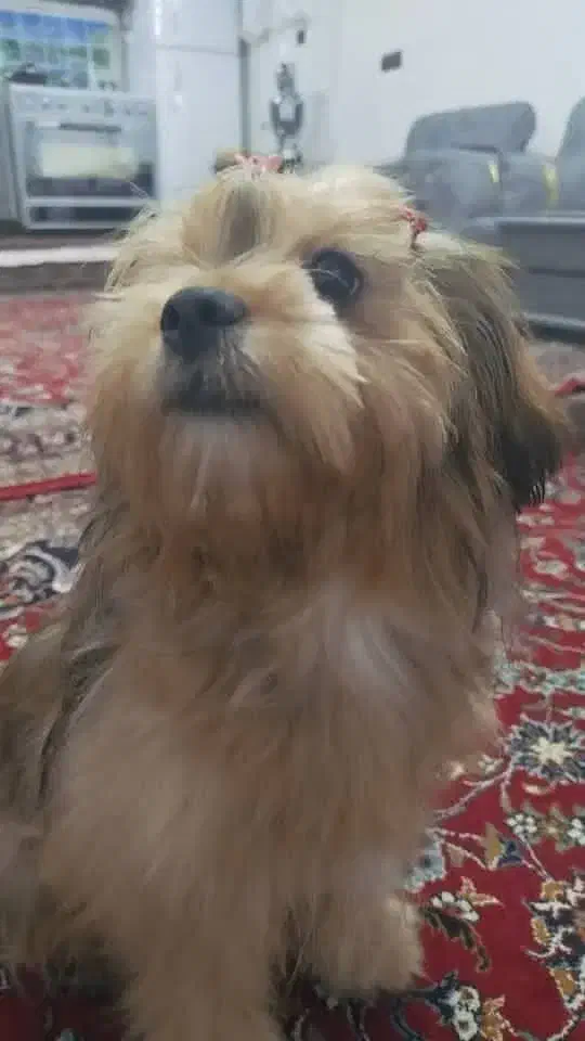 فروش،پت خانگی|سگ|ورامین, ورامین|دیوار