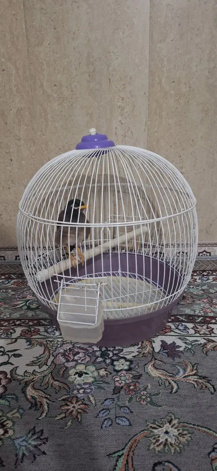 قفس پرنده|لوازم جانبی حیوانات|نسیمشهر, |دیوار