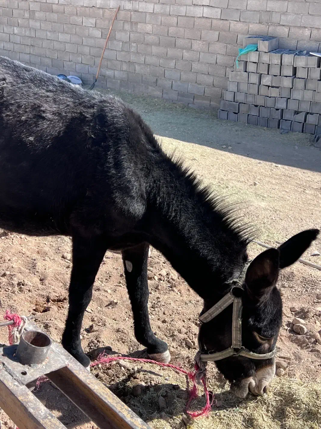 خر جوان|حیوانات مزرعه|مبارکه, |دیوار