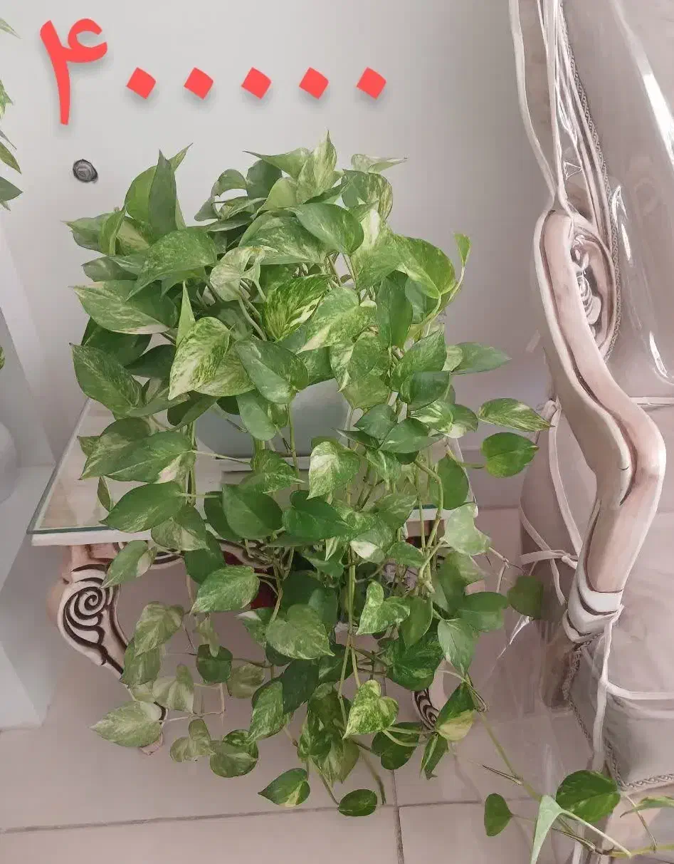 گل طبیعی کاکتوس پتوس دیفن|گل و گیاه طبیعی|خمینی‌شهر, |دیوار