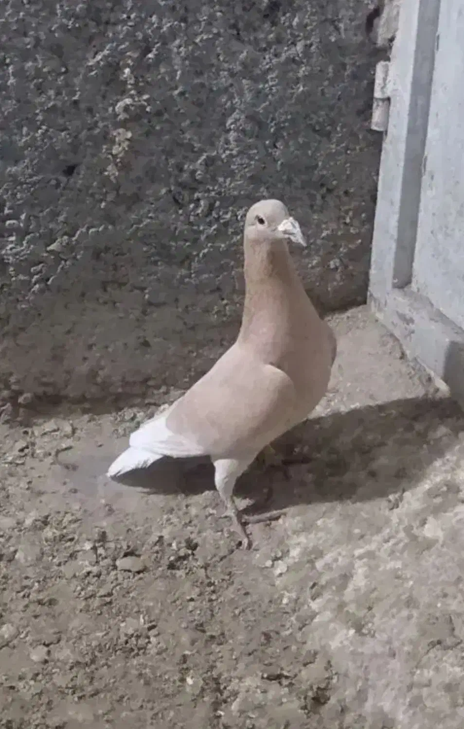 ساری دوبر  ایستیم|پرنده|اردبیل, |دیوار