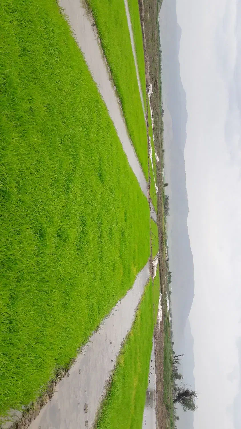 برنج علی کاضمی به شرط|خوردنی و آشامیدنی|دورود, |دیوار