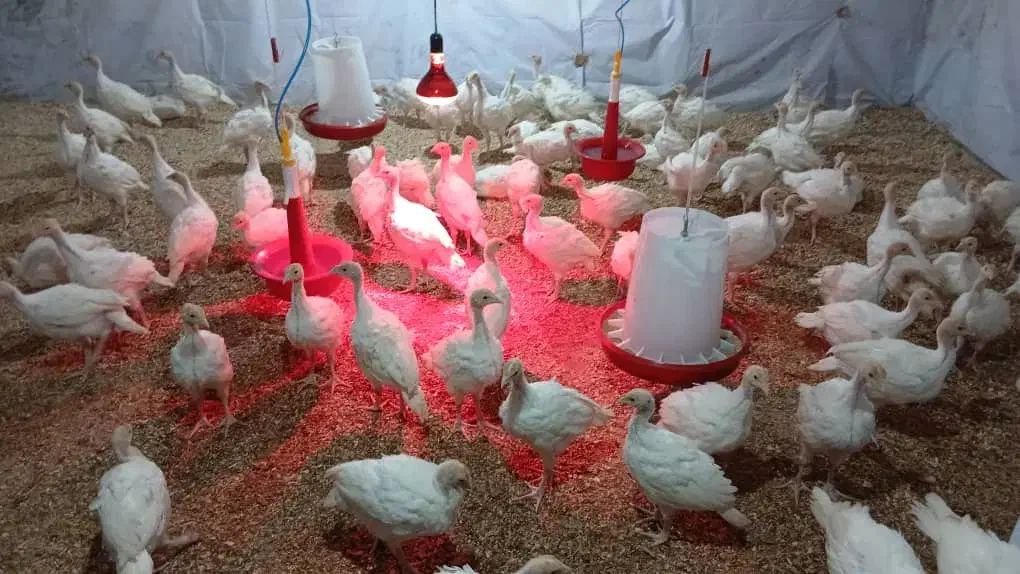 جوجه بوقلمون بیوتی ۶ بیست روزه و۳۰ روز|حیوانات مزرعه|مشهد, عیدگاه|دیوار