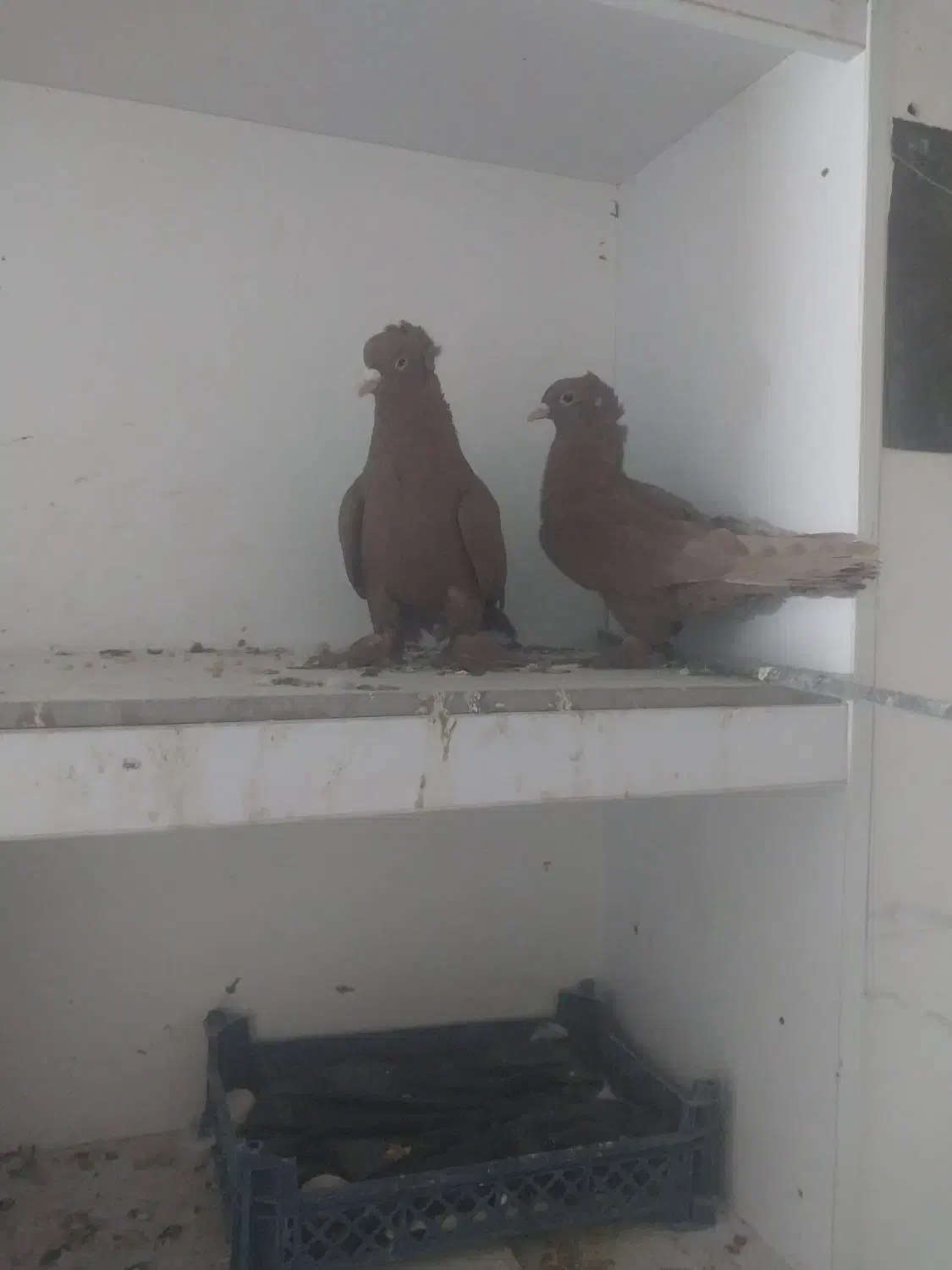 کبوتر رواعب تعویض با ماده|پرنده|قم, شاه سید علی|دیوار