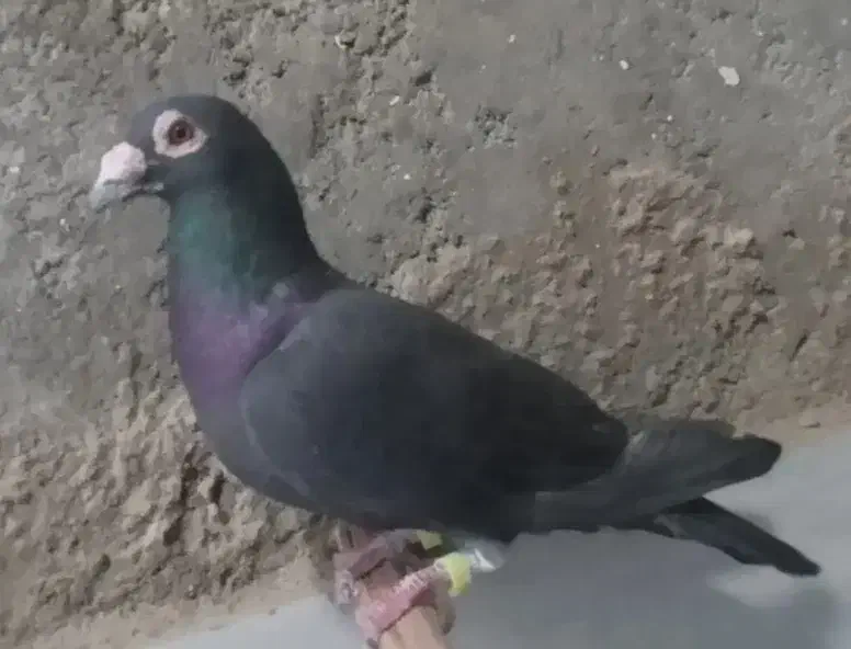کبوتر نر گمشده|پرنده|سراوان, |دیوار