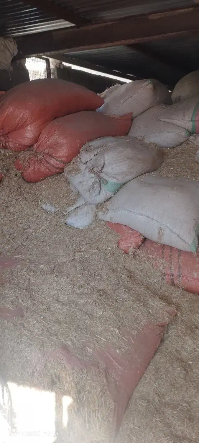 کاه گندم|حیوانات مزرعه|چگنی, |دیوار