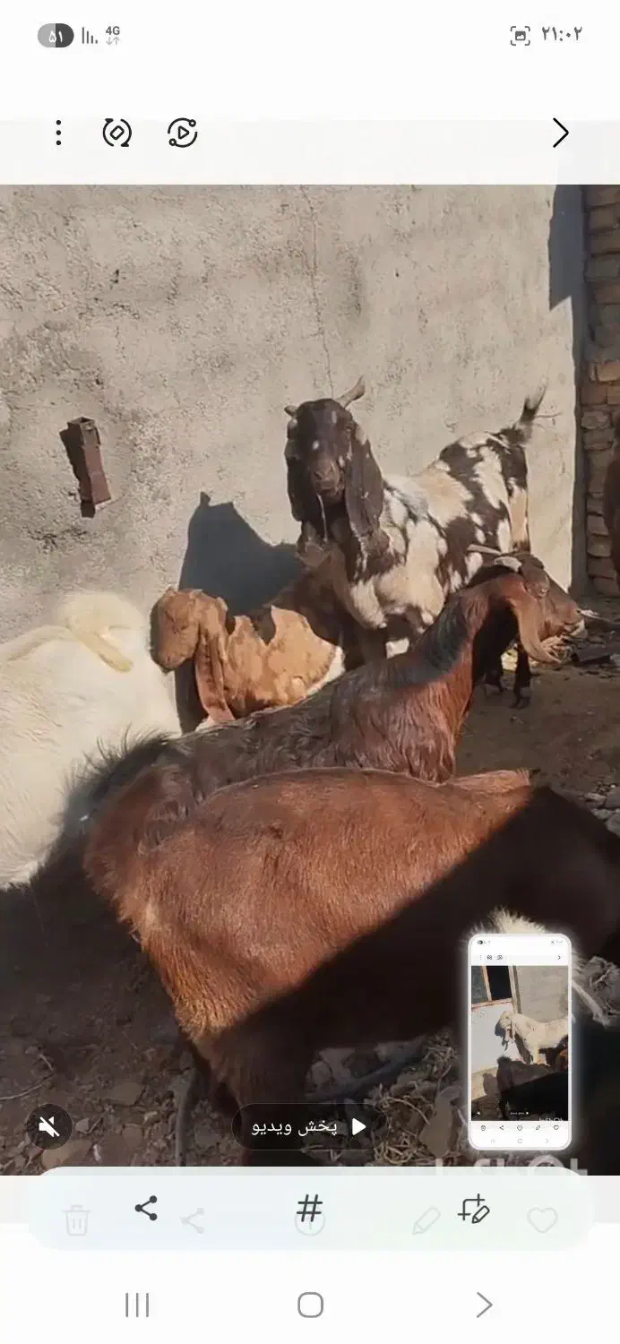 بز گلابی|حیوانات مزرعه|زرندیه, |دیوار