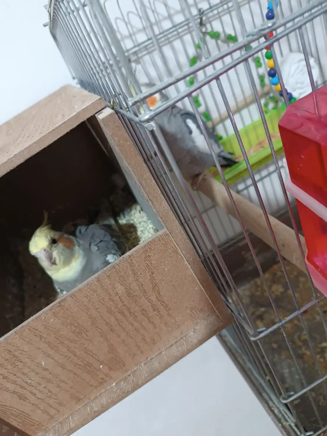 عروس هلندی|پرنده|مهاباد (آذربایجان غربی), |دیوار