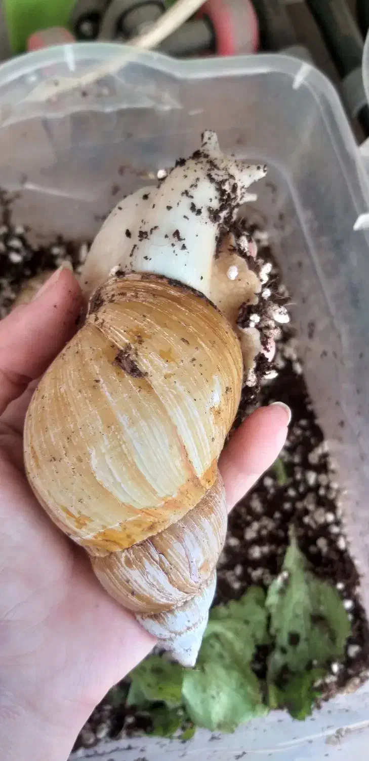 حلزون|خزنده|قرچک, مهدیه|دیوار