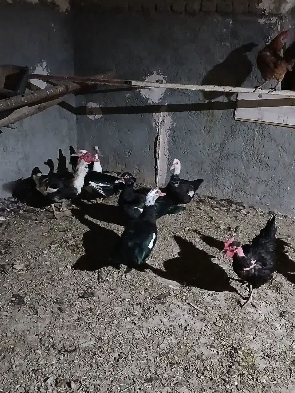 اردک اسرائیلی|حیوانات مزرعه|قم, نخودی|دیوار