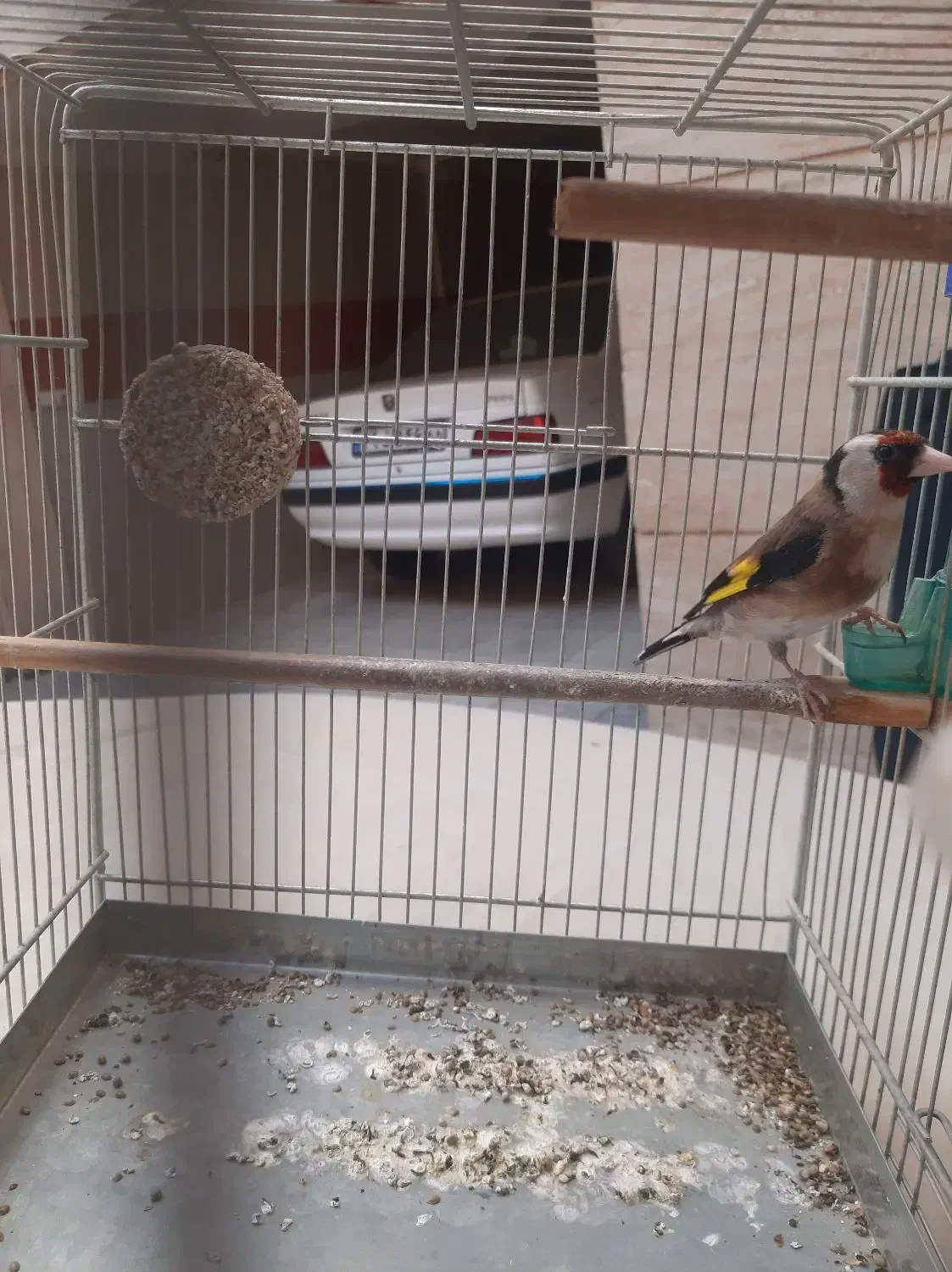 سهره نر|پرنده|تهران, مشیریه|دیوار