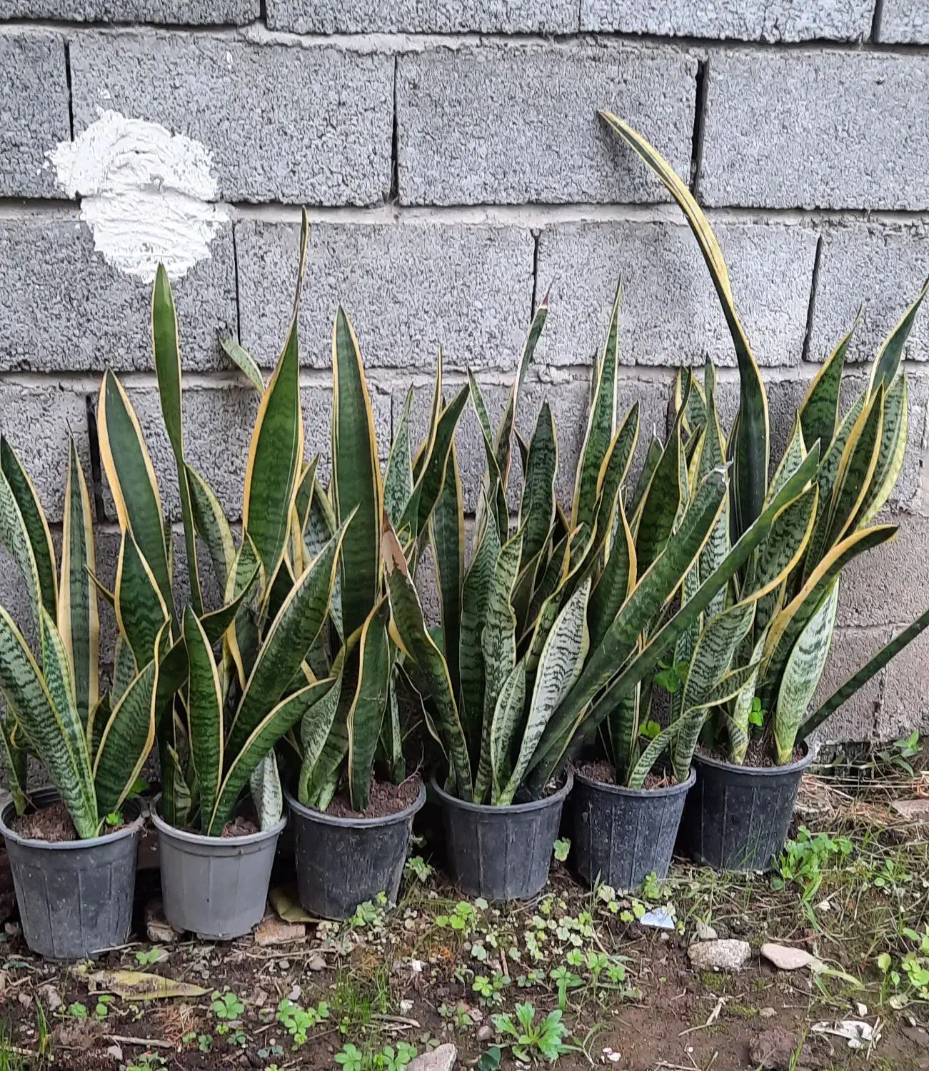 سانسوریا لبه طلایی|گل و گیاه طبیعی|رودبنه, |دیوار