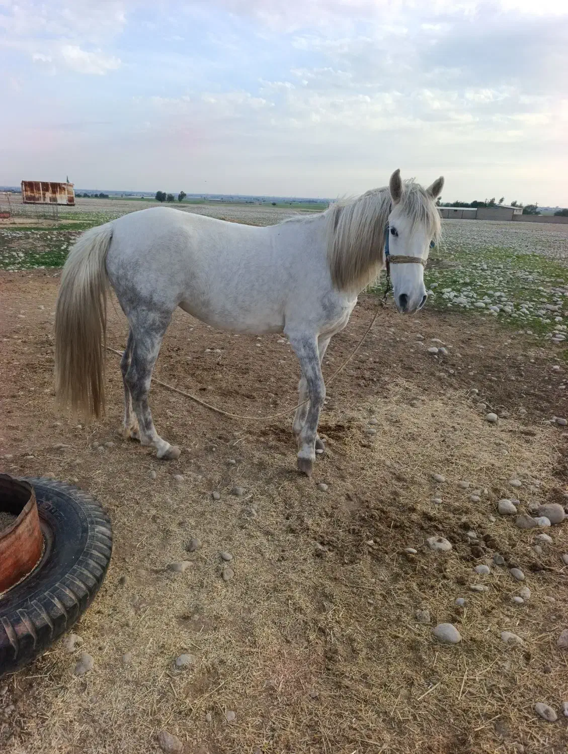 مادیان|اسب و تجهیزات اسب‌سواری|اندیمشک, |دیوار