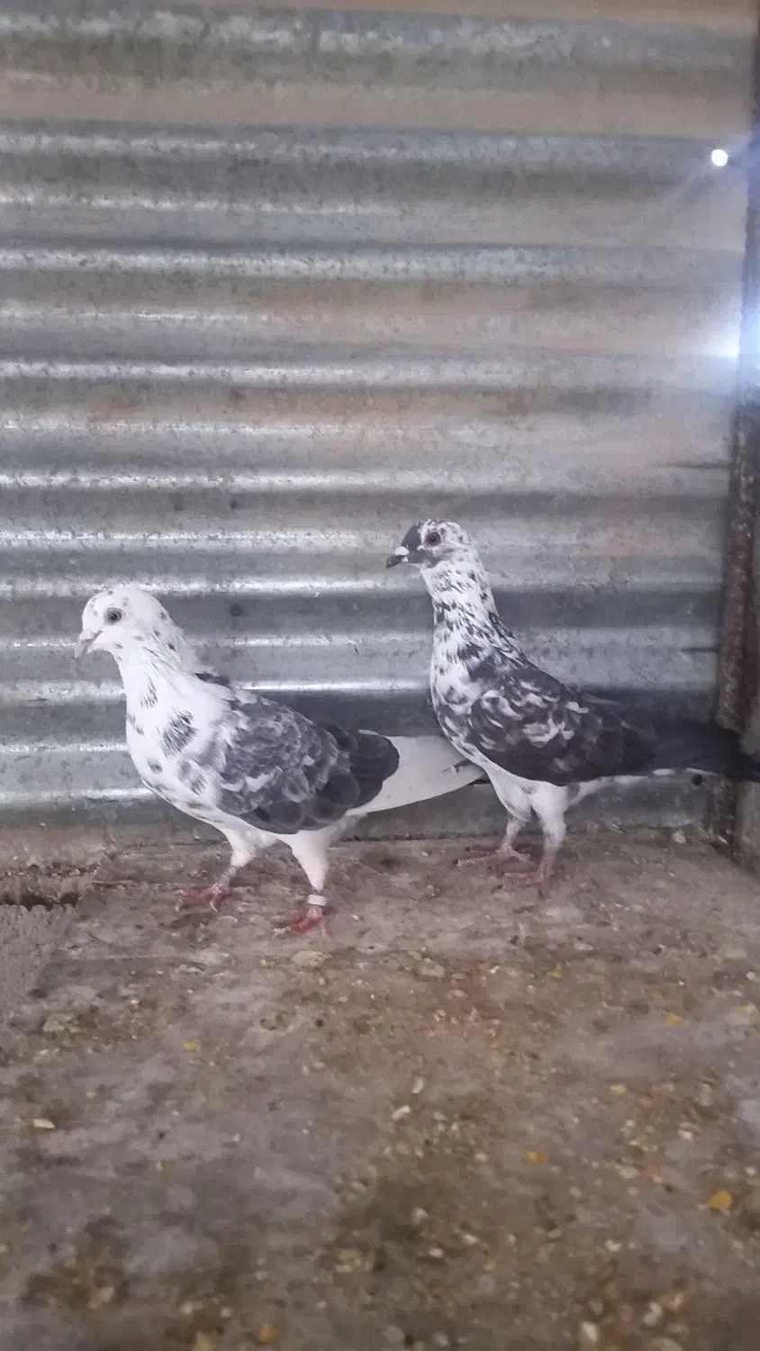 کفتر پرشی|پرنده|حمیدیا, |دیوار