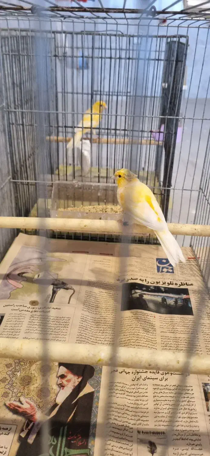 قناری مست|پرنده|بهار, |دیوار